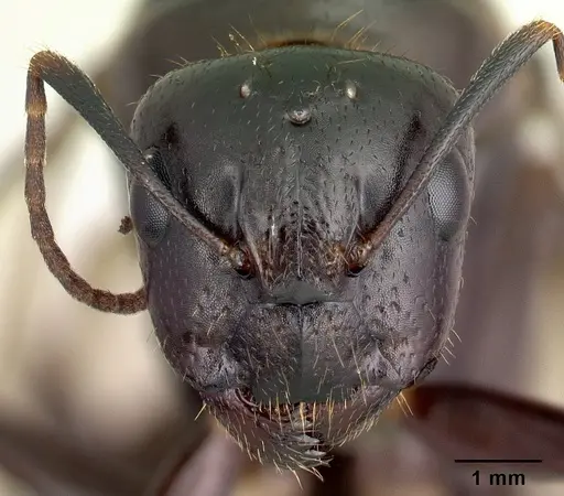 Camponotus gibber specimen CASENT0491501 image casent0491501_2