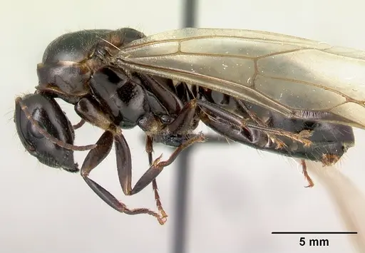 Camponotus gibber specimen CASENT0491501 image casent0491501_3
