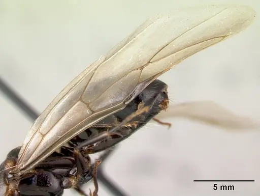 Camponotus gibber specimen CASENT0491501 image casent0491501_4