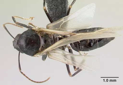 Camponotus gibber specimen CASENT0491502 image casent0491502_1