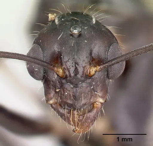 Camponotus gibber specimen CASENT0491502 image casent0491502_2