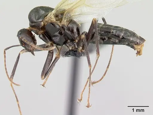 Camponotus gibber specimen CASENT0491502 image casent0491502_3
