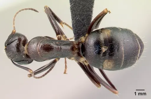 Camponotus gibber specimen CASENT0491503 image casent0491503_1