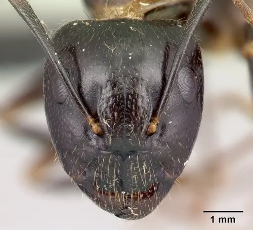 Camponotus gibber specimen CASENT0491503 image casent0491503_2