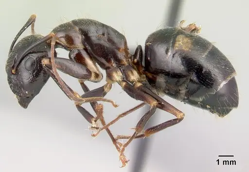 Camponotus gibber specimen CASENT0491503 image casent0491503_3