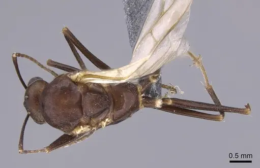 Camponotus gibber specimen CASENT0740924 image casent0740924_1