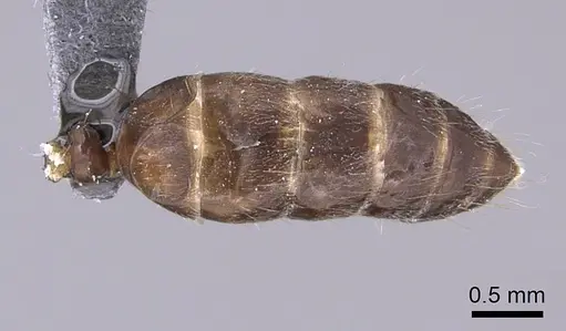 Camponotus gibber specimen CASENT0740924 image casent0740924_2