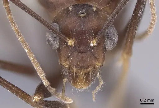 Camponotus gibber specimen CASENT0740924 image casent0740924_3