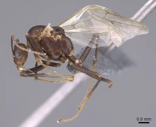 Camponotus gibber specimen CASENT0740924 image casent0740924_4