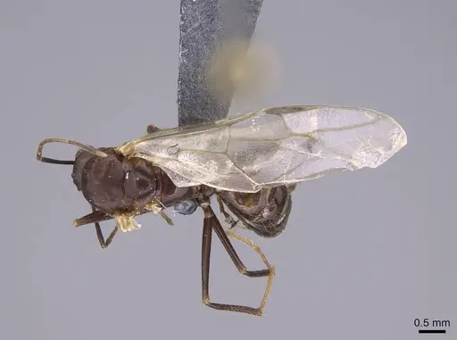Camponotus gibber specimen CASENT0763589 image casent0763589_1
