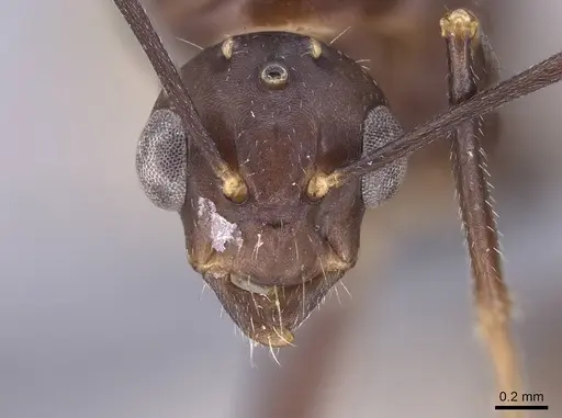 Camponotus gibber specimen CASENT0763589 image casent0763589_2