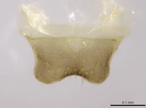Camponotus gibber specimen CASENT0763589 image casent0763589_3