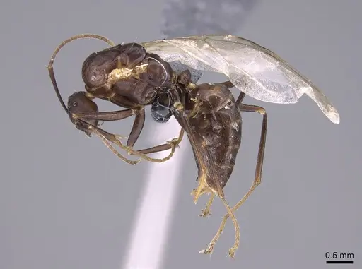 Camponotus gibber specimen CASENT0763589 image casent0763589_4