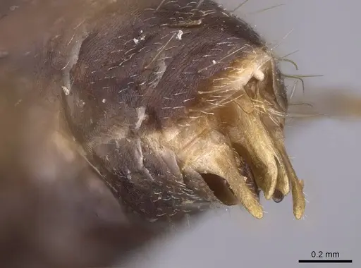 Camponotus gibber specimen CASENT0763589 image casent0763589_5