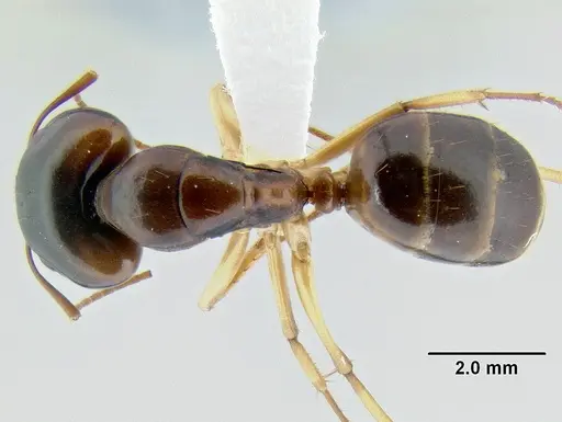 Camponotus gibbinotus specimen CASENT0106239 image casent0106239_1