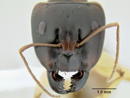 Camponotus gibbinotus specimen CASENT0106239 image casent0106239_2
