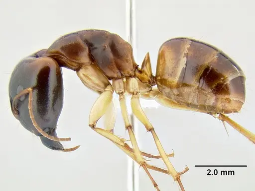 Camponotus gibbinotus specimen CASENT0106239 image casent0106239_3