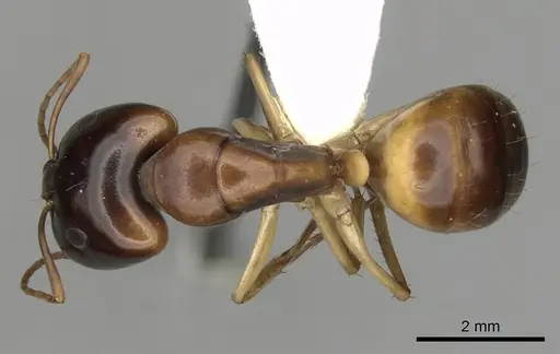 Camponotus gibbinotus specimen CASENT0280169 image casent0280169_1
