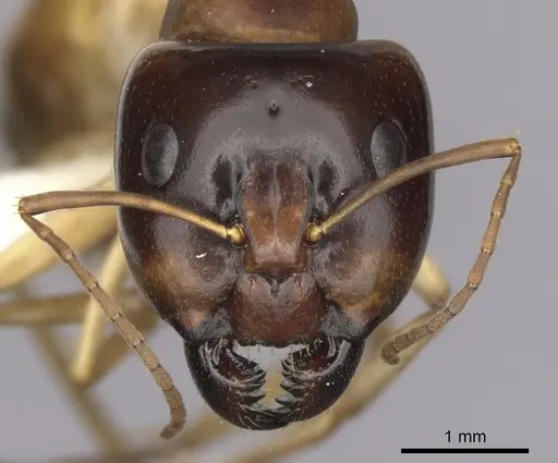 Camponotus gibbinotus specimen CASENT0280169 image casent0280169_2