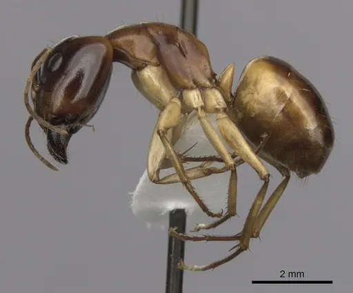 Camponotus gibbinotus specimen CASENT0280169 image casent0280169_3