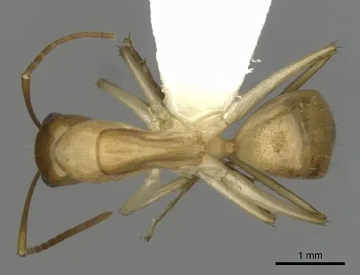 Camponotus gibbinotus specimen CASENT0280170 image casent0280170_1