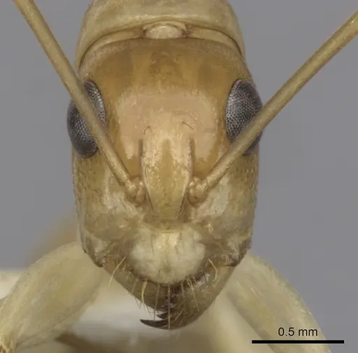 Camponotus gibbinotus specimen CASENT0280170 image casent0280170_2