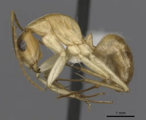 Camponotus gibbinotus specimen CASENT0280170 image casent0280170_3