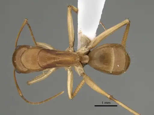 Camponotus gibbinotus specimen CASENT0887679 image casent0887679_1