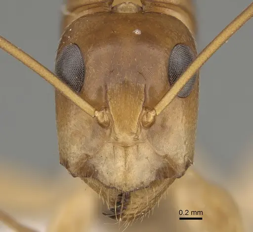 Camponotus gibbinotus specimen CASENT0887679 image casent0887679_2