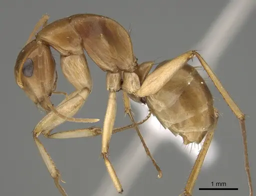 Camponotus gibbinotus specimen CASENT0887679 image casent0887679_3