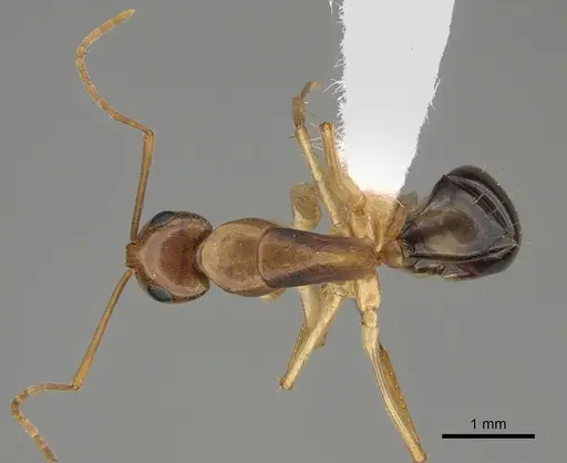 Camponotus gibbinotus specimen CASENT0887705 image casent0887705_1