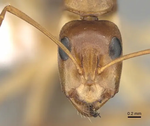 Camponotus gibbinotus specimen CASENT0887705 image casent0887705_2