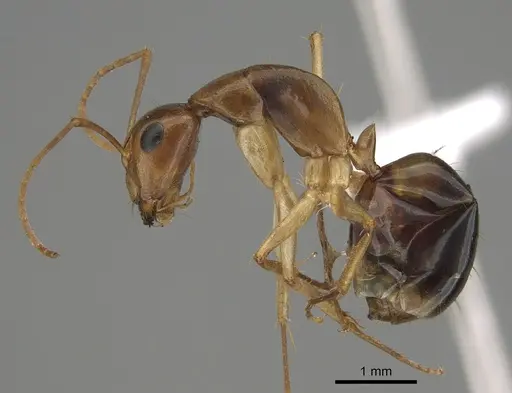 Camponotus gibbinotus specimen CASENT0887705 image casent0887705_3