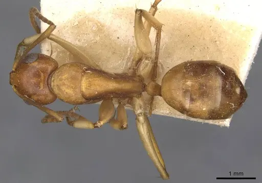 Camponotus gibbinotus specimen CASENT0910384 image casent0910384_1
