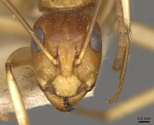 Camponotus gibbinotus specimen CASENT0910384 image casent0910384_2
