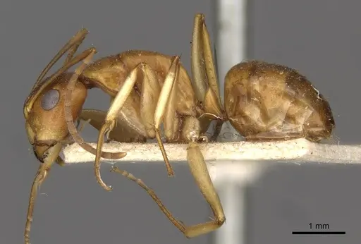 Camponotus gibbinotus specimen CASENT0910384 image casent0910384_3