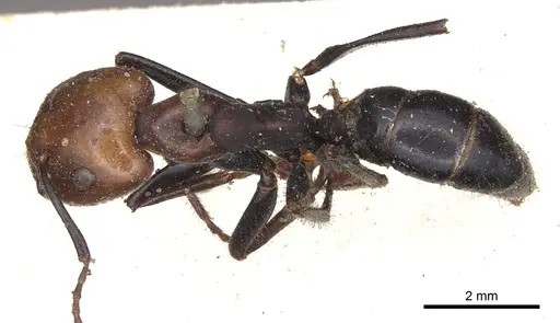 Camponotus gilviceps specimen CASENT0901896 image casent0901896_1
