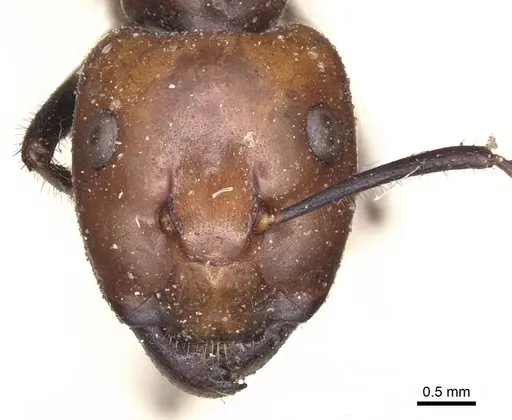 Camponotus gilviceps specimen CASENT0901896 image casent0901896_2