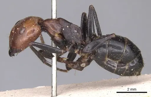 Camponotus gilviceps specimen CASENT0901896 image casent0901896_3