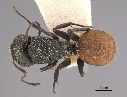 Camponotus gilviventris specimen CASENT0217662 image casent0217662_1