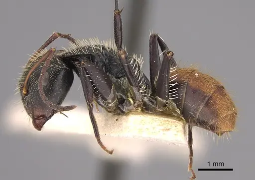 Camponotus gilviventris specimen CASENT0217662 image casent0217662_3