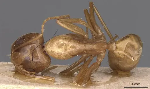 Camponotus glabrisquamis specimen CASENT0905238 image casent0905238_1