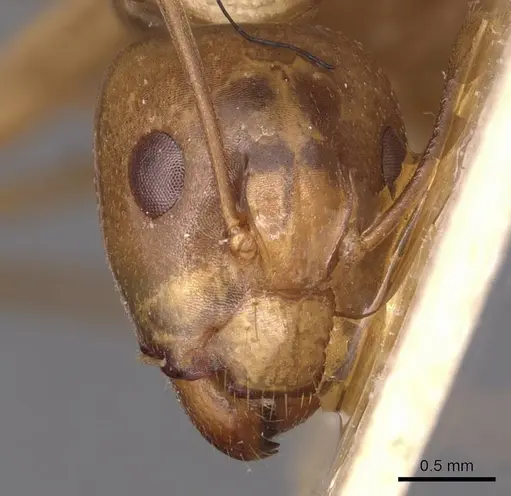 Camponotus glabrisquamis specimen CASENT0905238 image casent0905238_2