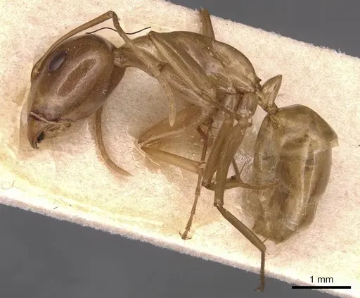 Camponotus glabrisquamis specimen CASENT0905238 image casent0905238_3