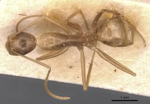 Camponotus glabrisquamis specimen CASENT0905239 image casent0905239_1