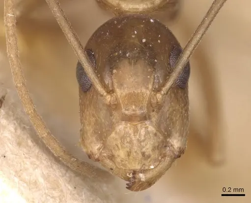 Camponotus glabrisquamis specimen CASENT0905239 image casent0905239_2