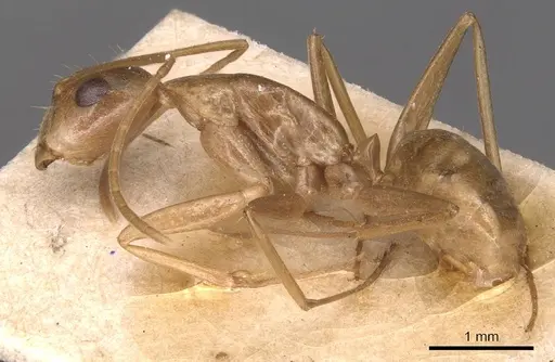 Camponotus glabrisquamis specimen CASENT0905239 image casent0905239_3