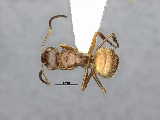 Camponotus godmani specimen ANTWEB1053773 image antweb1053773_1