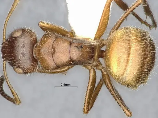 Camponotus godmani specimen ANTWEB1053773 image antweb1053773_2