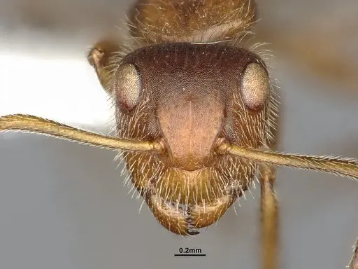 Camponotus godmani specimen ANTWEB1053773 image antweb1053773_3
